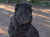 cane corso rustic